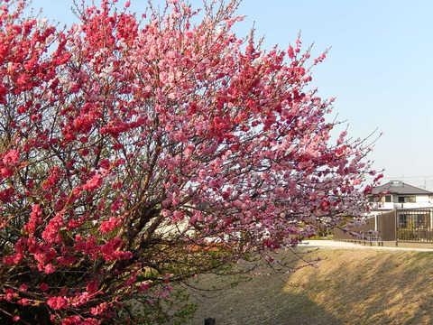 DSCN0764