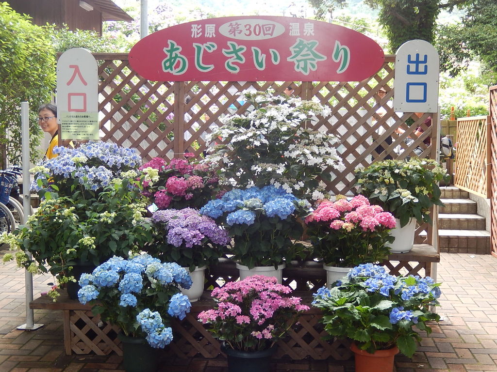 形原温泉あじさいの里のあじさい祭り 18 6 11 やつば池散歩道 豊田市 のブログ