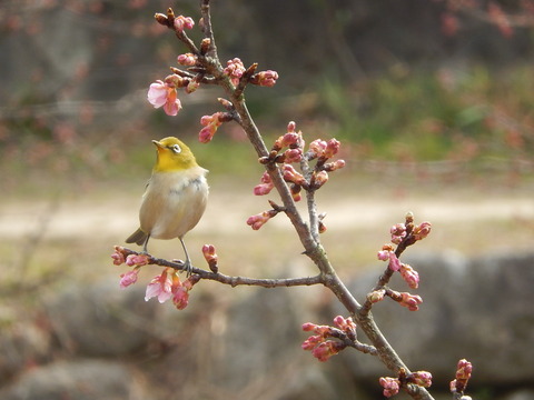 DSCN1433