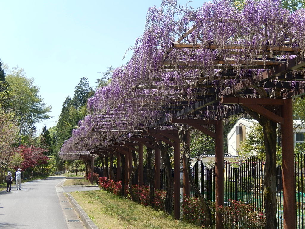豊田市御作町「ふじの回廊」もうすぐ見頃に 2018.4.20 やつば池散歩道（豊田市）のブログ