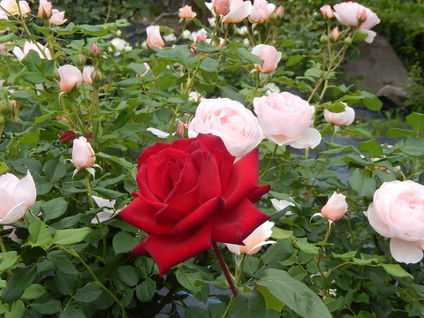 DSCN9475