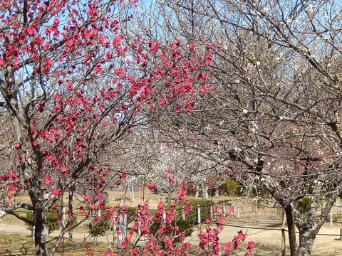 DSCN0739
