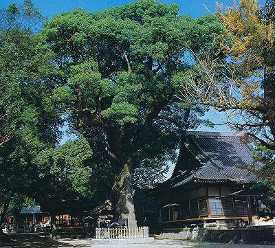 豊田の文化財より挙母神社の樟
