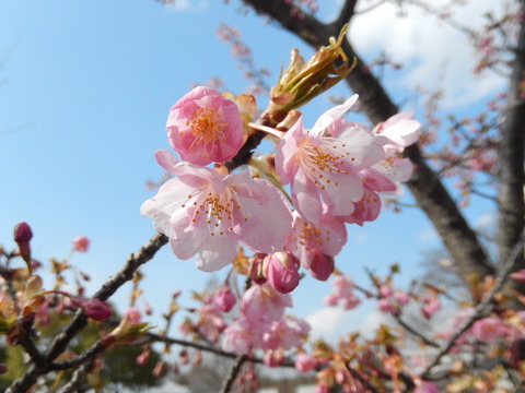DSCN8834