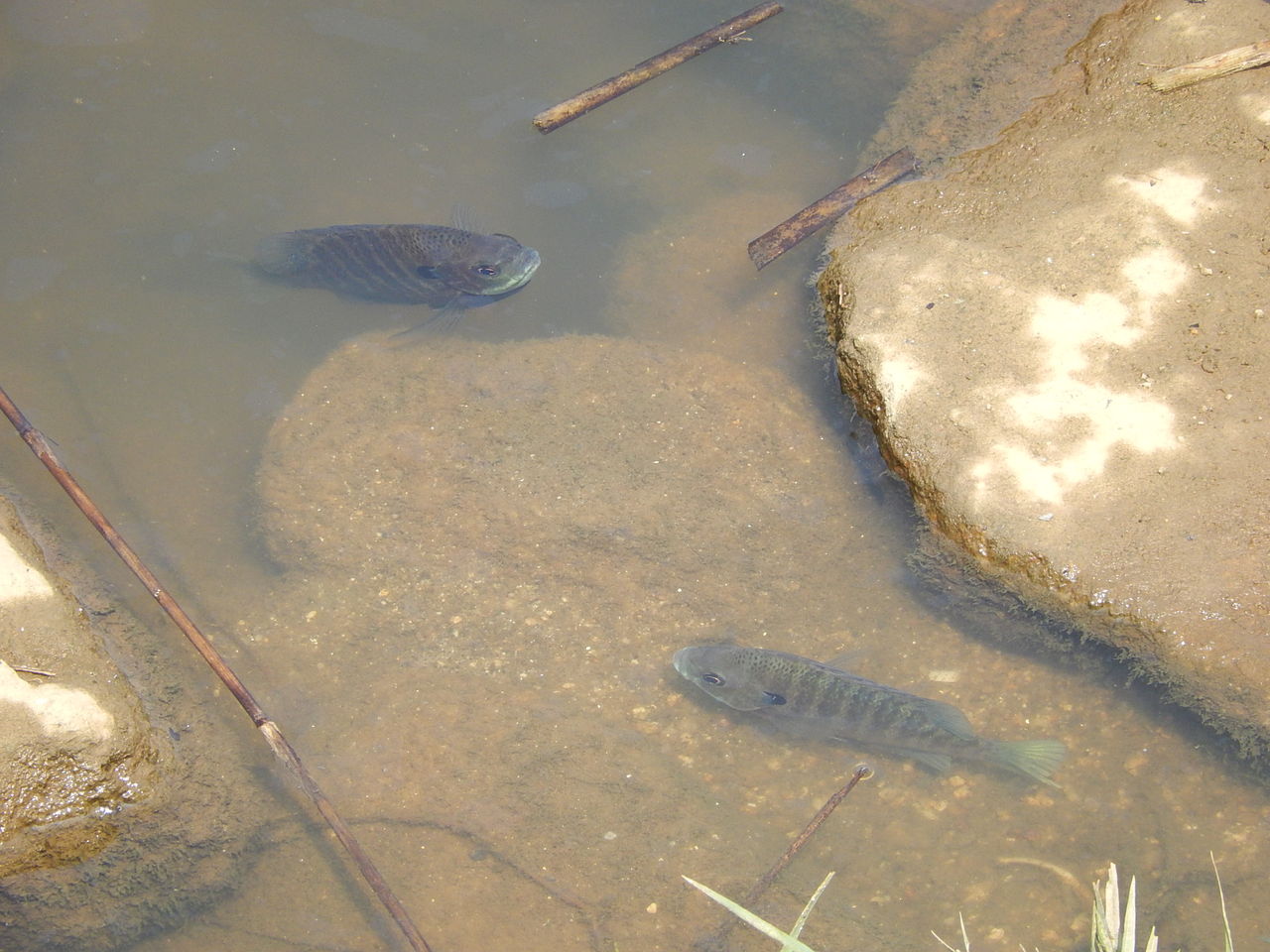 八ツ谷池の水辺に泳ぐ魚の群れの正体は やつば池散歩道 豊田市 のブログ