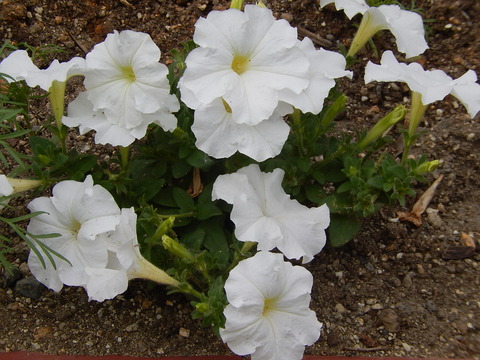 DSCN0242