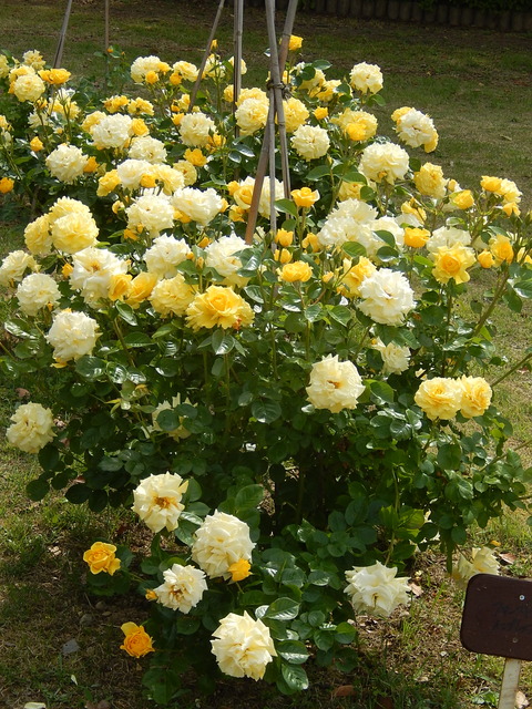 DSCN2109