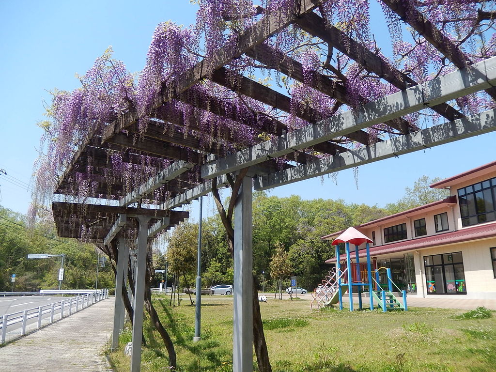 豊田市藤岡ふれあいの館のふじ棚 やつば池散歩道 豊田市 のブログ 豊田市藤岡ふれあいの館のふじ棚 やつば池散歩道 豊田市 のブログ