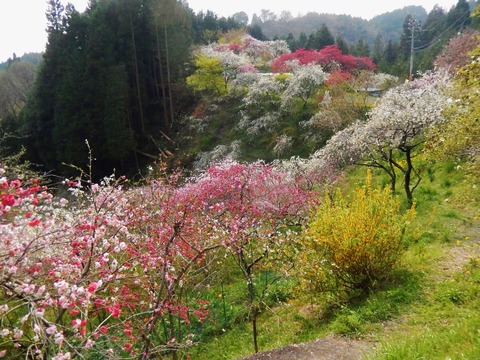 DSCN0773