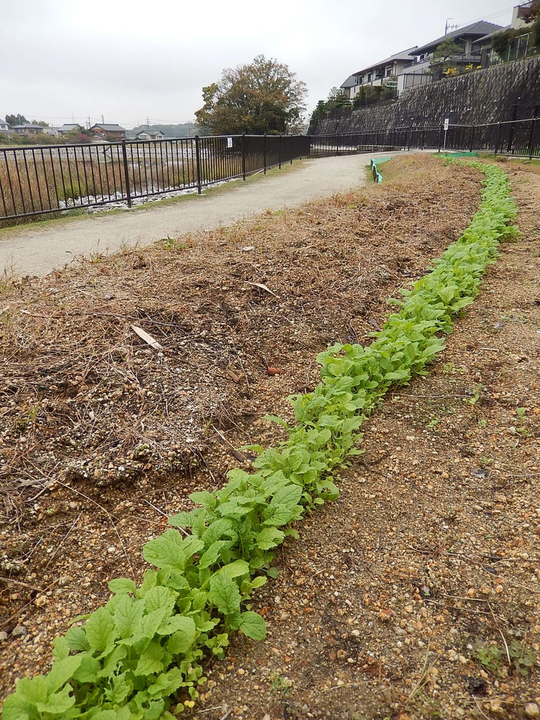 やつば池散歩道に育つ菜の花の苗 やつば池散歩道 豊田市 のブログ やつば池散歩道に育つ菜の花の苗 やつば池散歩道 豊田市 のブログ