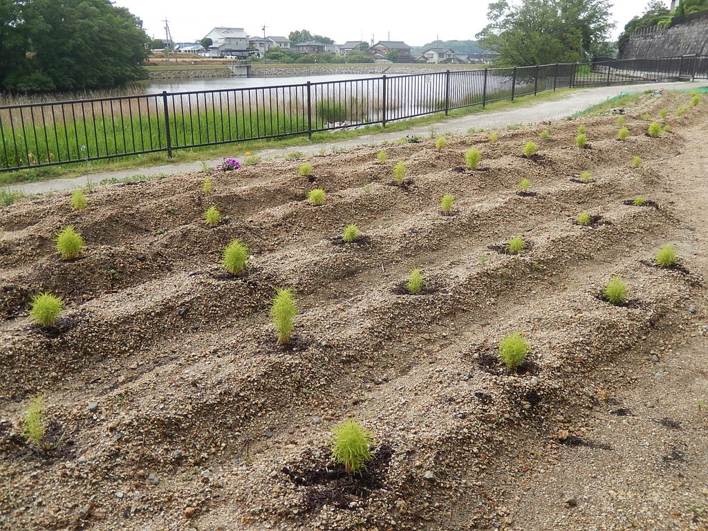 やつば池散歩道にコキアの苗が植えられました やつば池散歩道 豊田市 のブログ