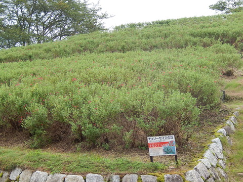 DSCN5471