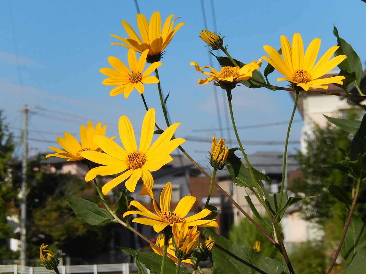 やつば池散歩道に咲くキクイモ 菊芋 の花 やつば池散歩道 豊田市 のブログ