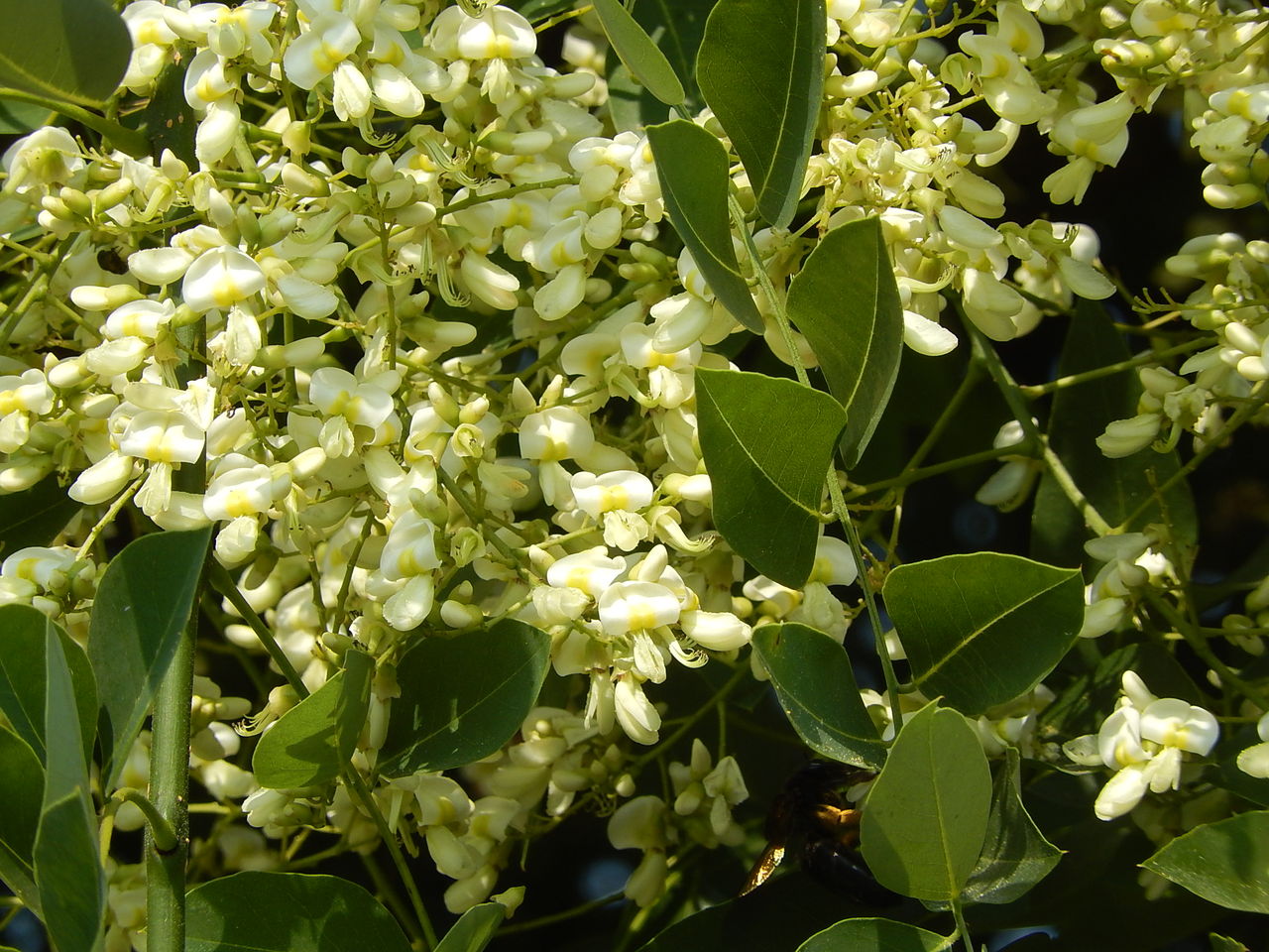 西山公園のシダレエンジュ やつば池散歩道 豊田市 のブログ