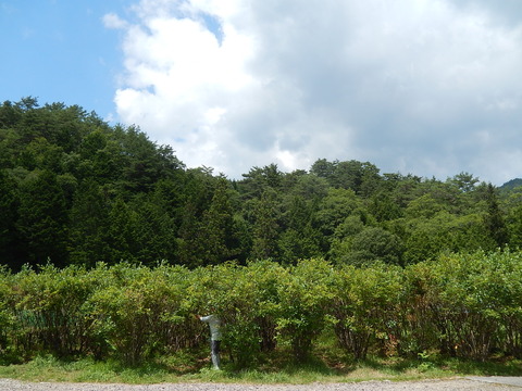 DSCN4520
