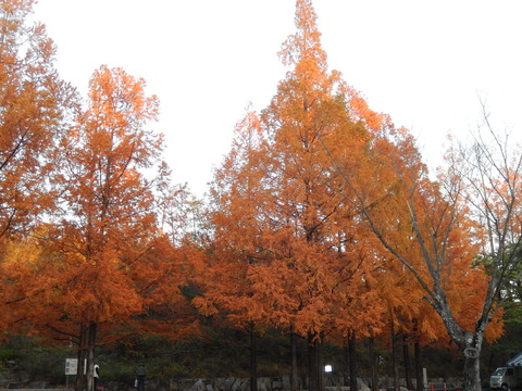 DSCN9133
