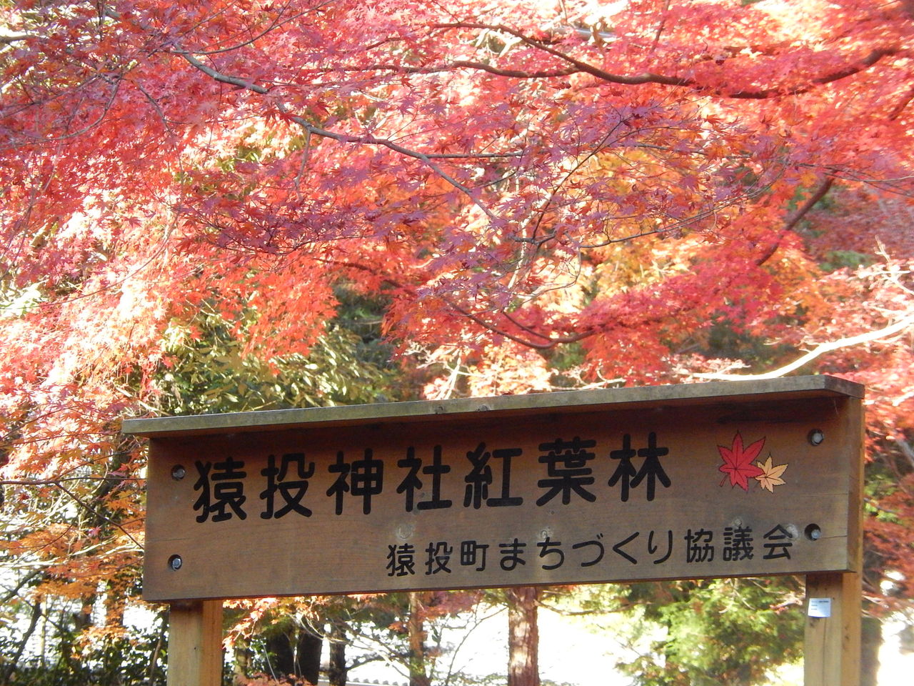 猿投神社紅葉林のもみじが見頃です 14 11 27 やつば池散歩道 豊田市 のブログ 猿投神社紅葉林のもみじが見頃です 14 11 27 やつば池散歩道 豊田市 のブログ