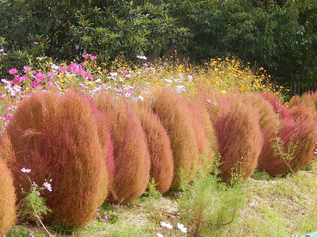 紅葉し始めた やつば池散歩道のコキア やつば池散歩道 豊田市 のブログ