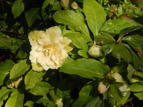 DSCN0508