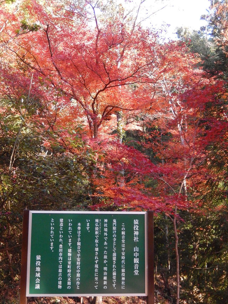 猿投神社紅葉林のもみじが見頃です 14 11 27 やつば池散歩道 豊田市 のブログ 猿投神社紅葉林のもみじが見頃です 14 11 27 やつば池散歩道 豊田市 のブログ