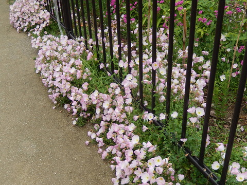 DSCN2466
