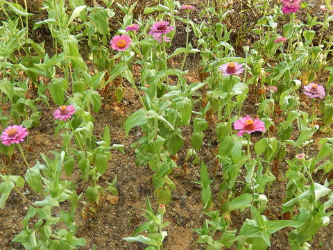 DSCN4558