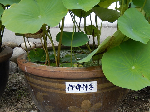 DSCN3542