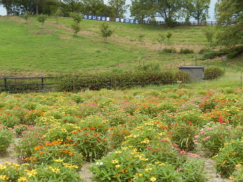 DSCN7501
