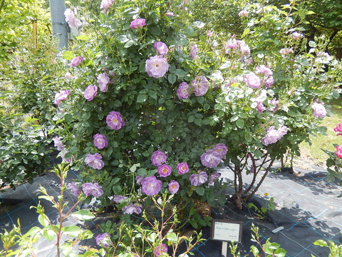 DSCN1654