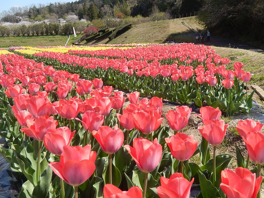岡崎市奥殿陣屋のチューリップ畑が見頃に 19 4 9 やつば池散歩道 豊田市 のブログ