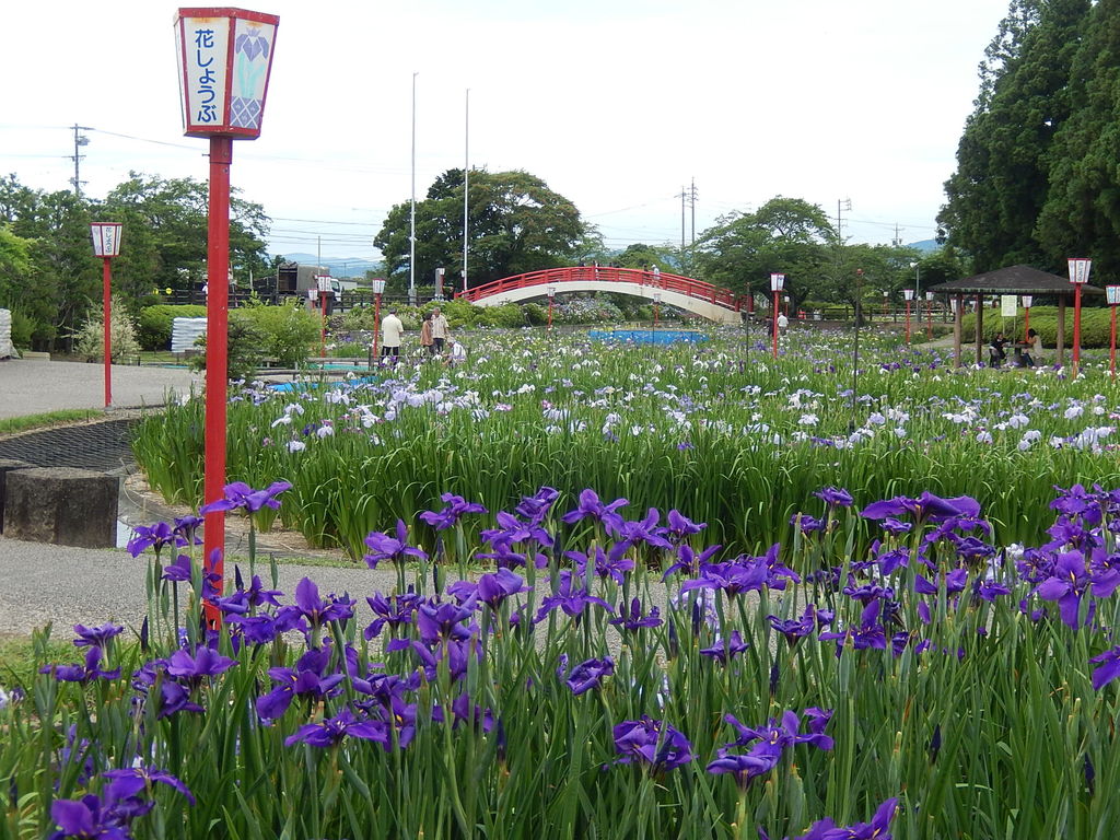 豊橋市の賀茂しょうぶ園 18 6 11 やつば池散歩道 豊田市 のブログ 豊橋市の賀茂しょうぶ園 18 6 11 やつば池散歩道 豊田市 のブログ