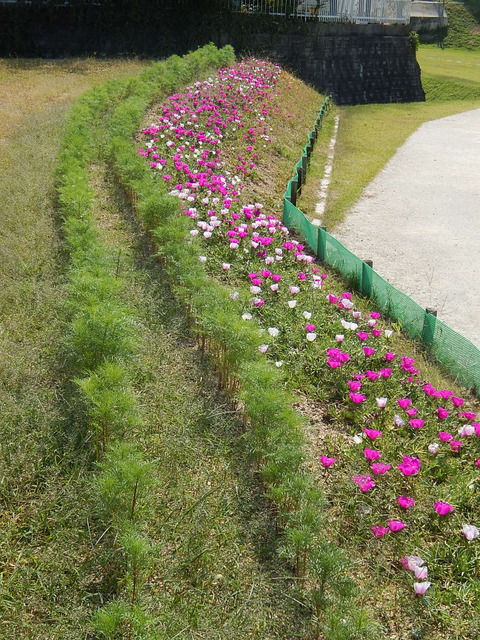 DSCN6685