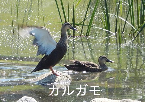 DSCN6056 (2)