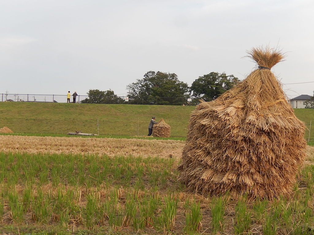 やつば池散歩道のツボケの見える風景 : やつば池散歩道(豊田市)のブログ やつば池散歩道のツボケの見える風景 : やつば池散歩道(豊田市)のブログ