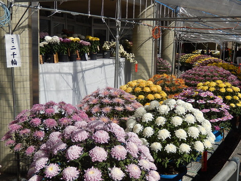 DSCN8158