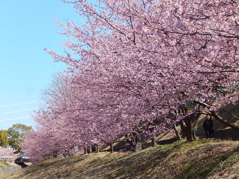 DSCN7446