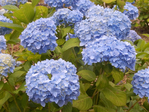 DSCN4352