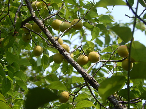 DSCN3366