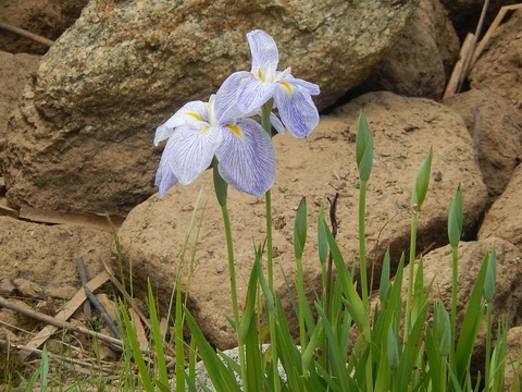 DSCN4327