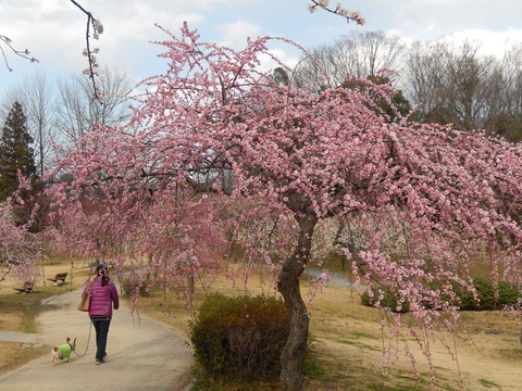 DSCN8920