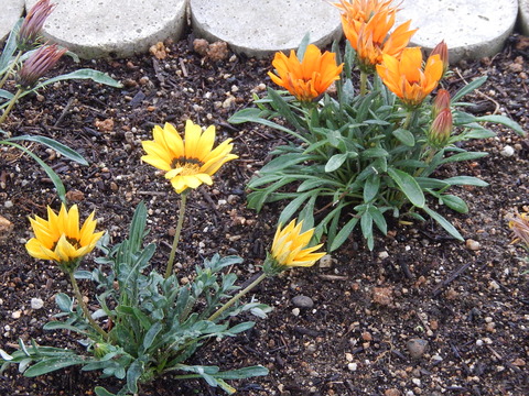 DSCN3203