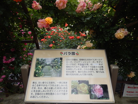 DSCN3954