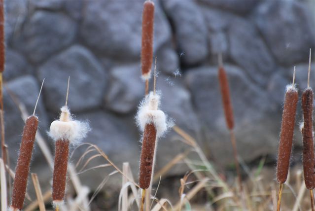 やつば池の水辺にガマ 蒲 の穂 やつば池散歩道 豊田市 のブログ
