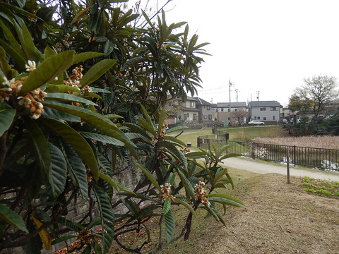 DSCN8775