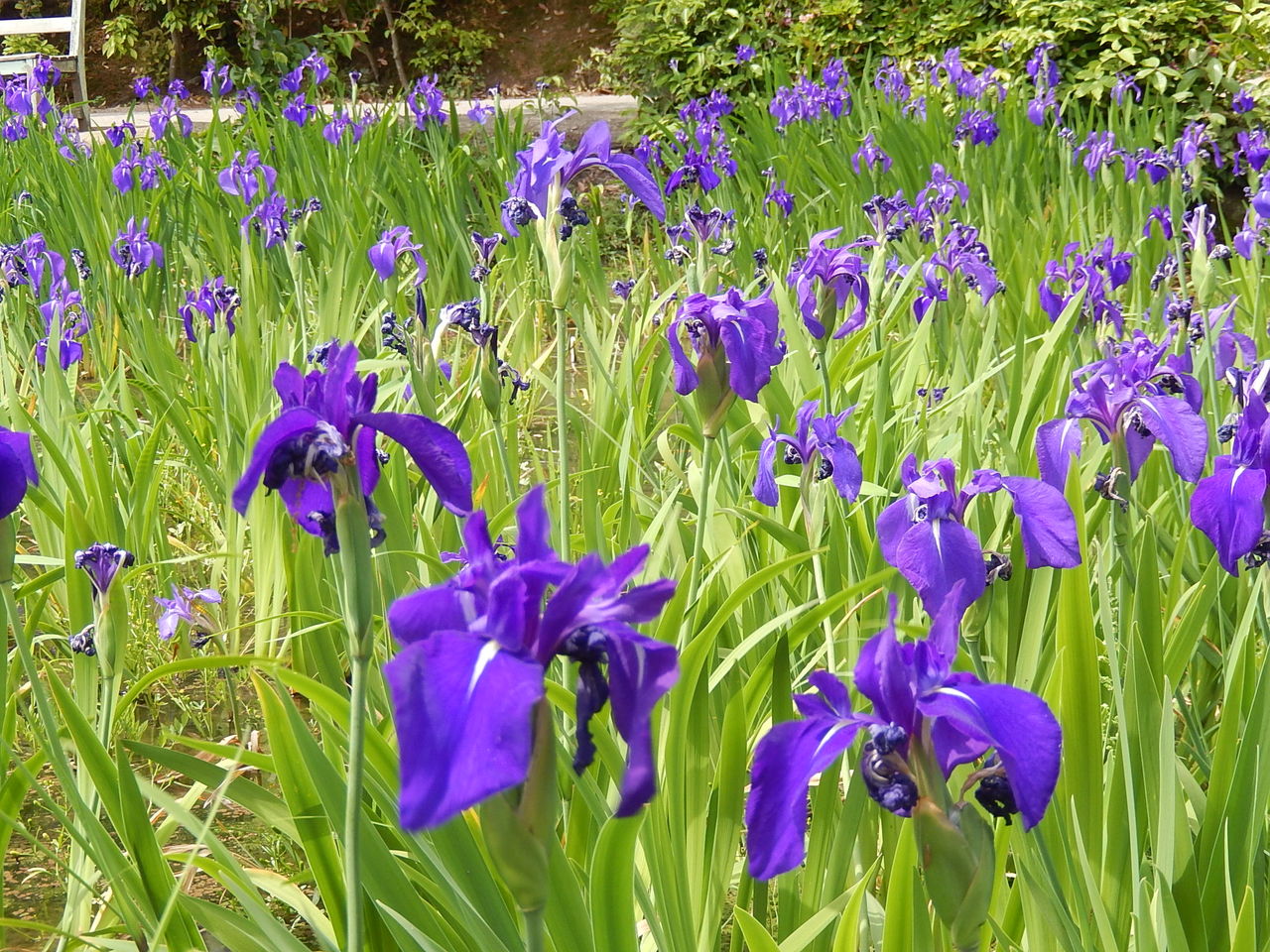 知立市の八橋かきつばた祭り やつば池散歩道（豊田市）のブログ