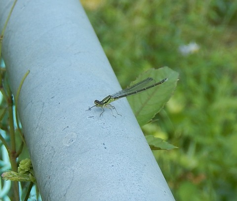 DSCN3528