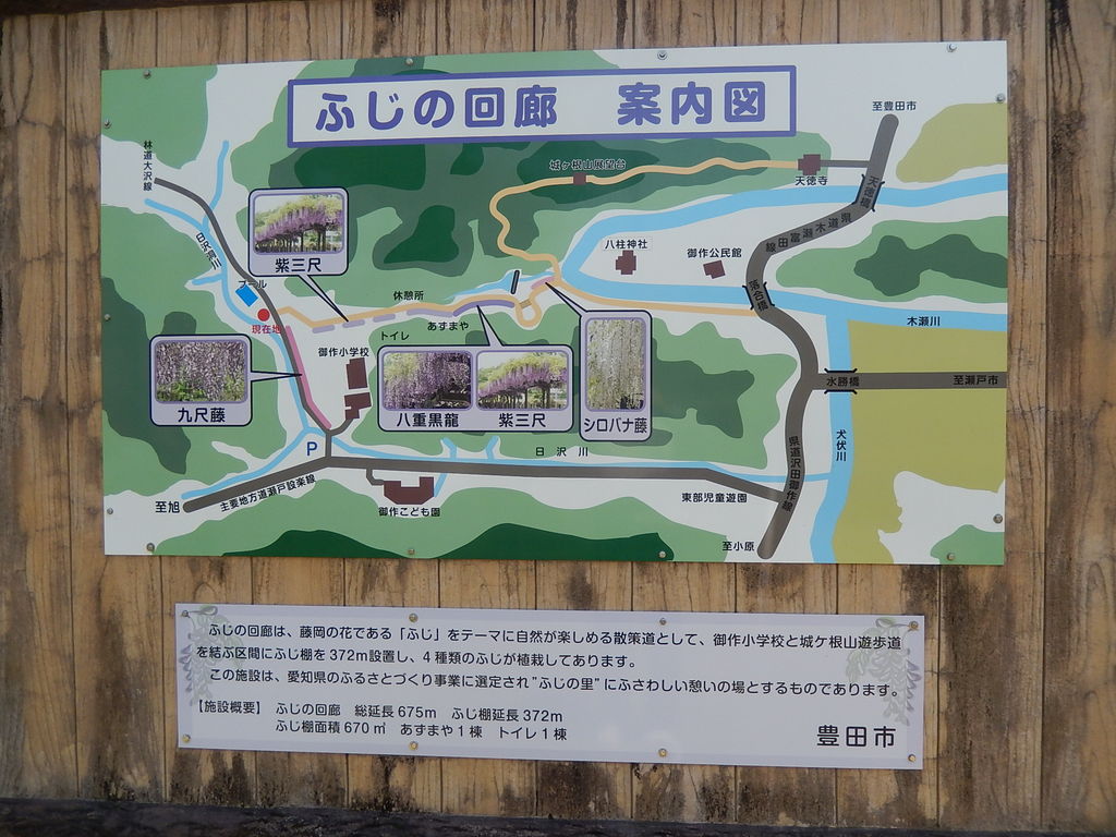 豊田市御作町「ふじの回廊」もうすぐ見頃に 2018.4.20 やつば池散歩道（豊田市）のブログ