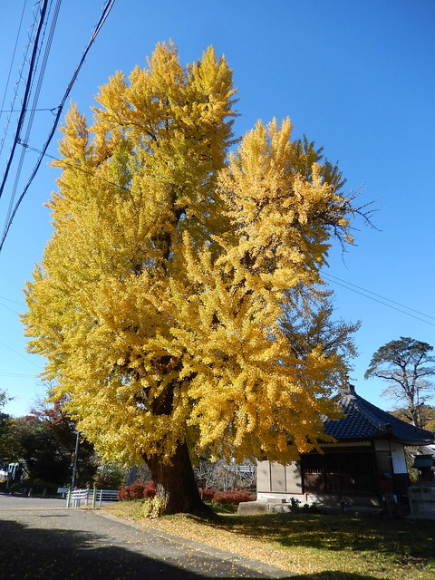 DSCN8056