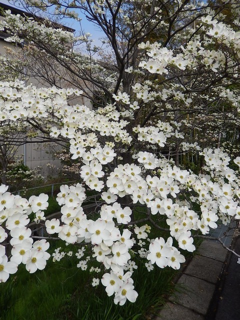 DSCN0989
