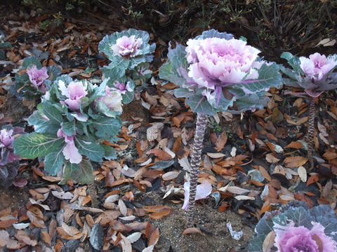 DSCF0034